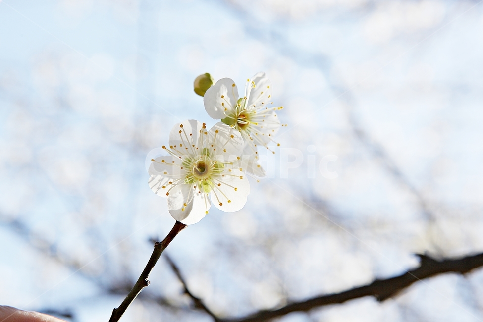 매화,매화꽃,꽃,꽃잎,봄꽃,봄,식물,자연,공원,식물,자연,plants,nature,꽃,flower