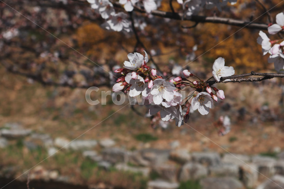 봄,벚꽃,꽃,spring,계절,시즌,season,꽃봉우리