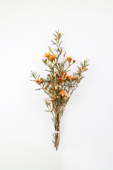 꽃,식물,꽃송이,왁스플라워,배경,백그라운드,꽃봉오리,flower,nature,flora,background,꽃,flower