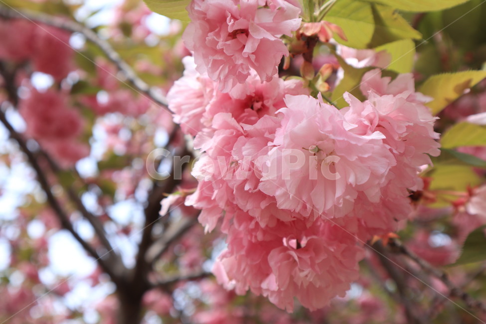 겹벚꽃,벚꽃,봄,분홍색,꽃,자연,spring,식물,flower