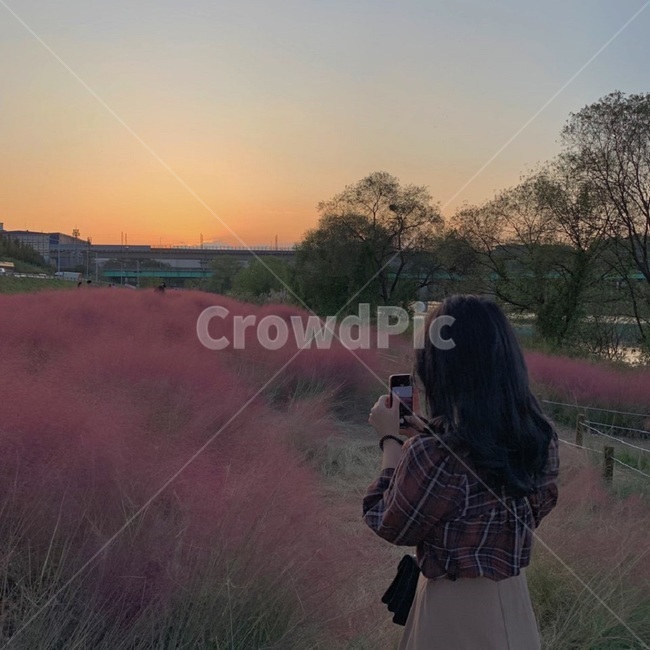 핑크뮬리,노을,가을하늘,가을,여자뒷모습,핑크,해질녘,갈대밭,하늘,식물,잔디,자연,plant,grass,nature,pink,사람,인간,person,human,사진작가,photographer,핸드폰,여자