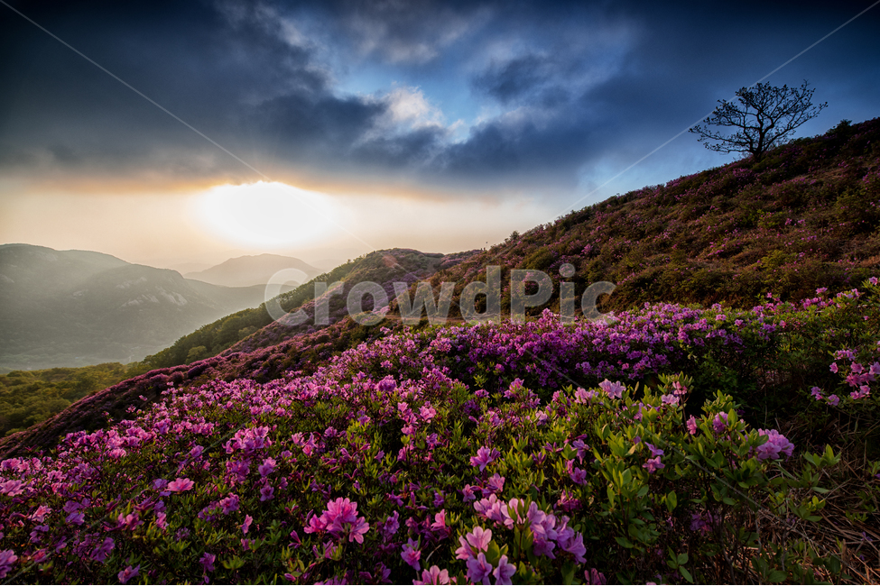 황매산,휴식,봄,철쭉축제,합천,봄,계절,spring,season,자연,풍경,nature,landscape,한국자연풍경,한국자연경관,korea nature landscape,outdoors,옥외,flare,플레어,light,빛