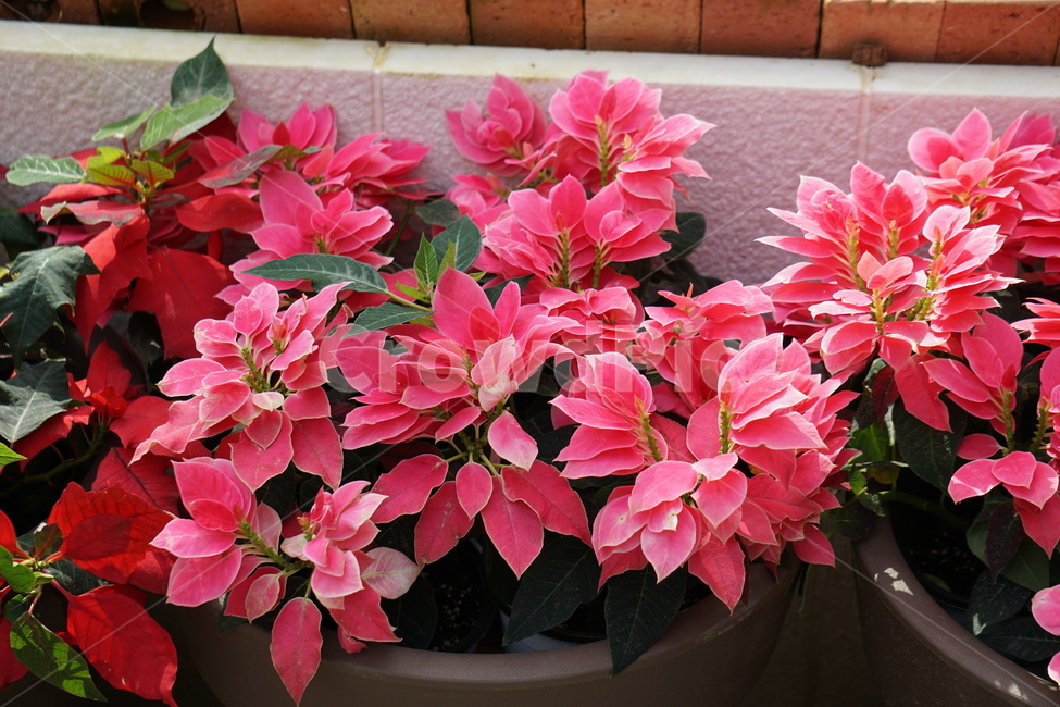 분홍잎,꽃,자연,생화,조화,식물,자연,plants,nature,꽃,flower