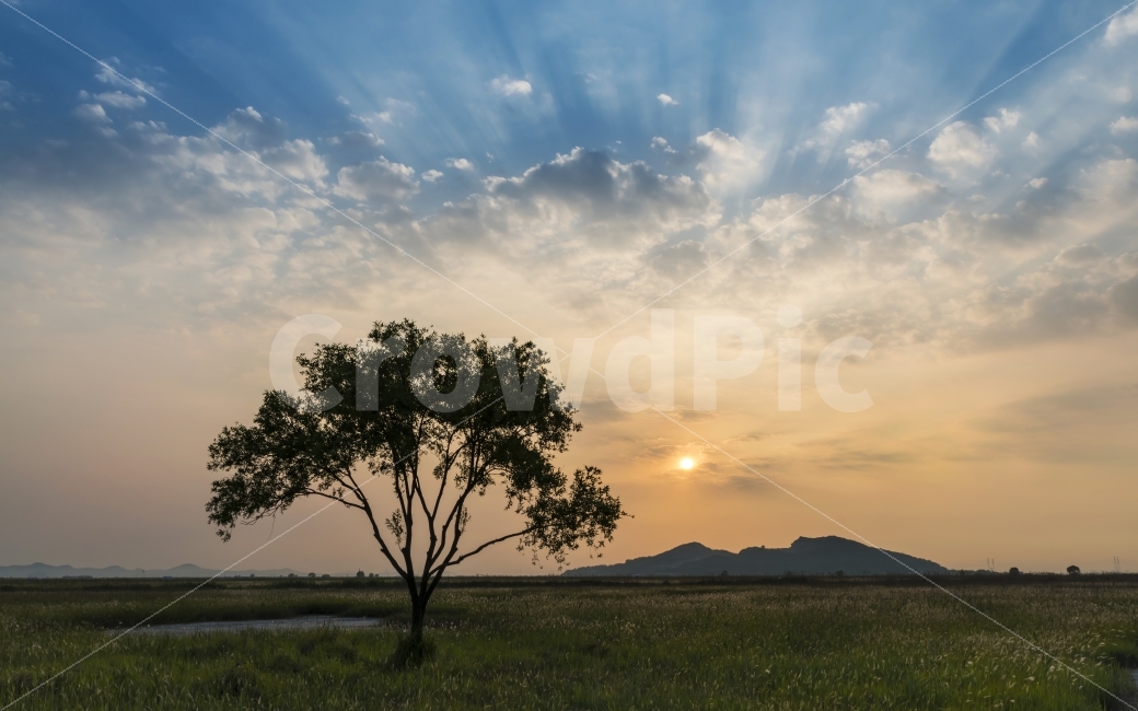 노을,석양,나무,산,들판,수섬,삘기꽃,구름,풍경,풍경사진,자연,nature,landscape,tree,sunset,cloud,실루엣,역광,지평선,배경,배경이미지,배경화면,바탕화면,background,자연,풍경,nature,landscape,plant,식물