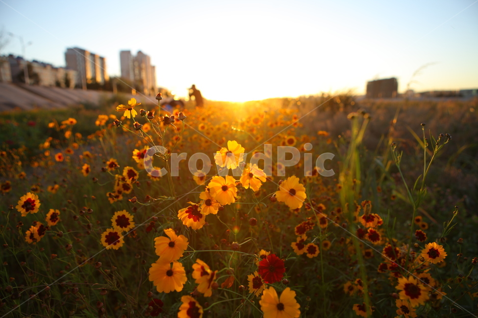 코스모스,연길,중국,노을,자연,자연,풍경,nature,landscape,field,들,outdoors,옥외,grassland,목초지,plant,식물