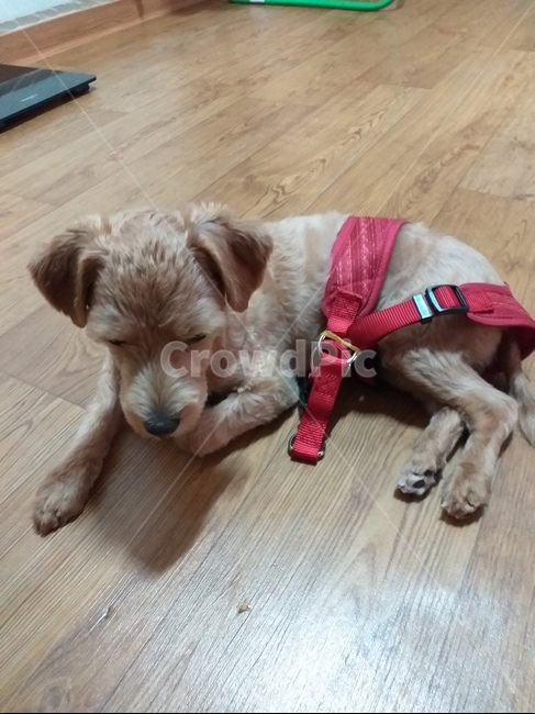 강아지,말티푸,하네스,빨강,빨강색