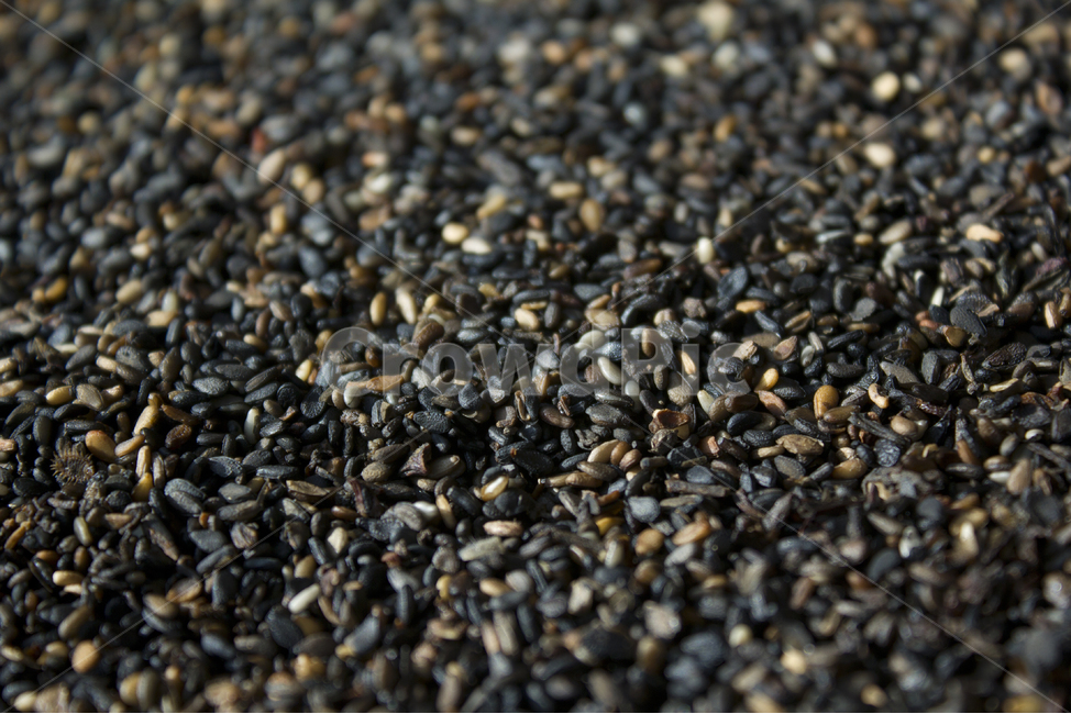 closeup,dry,dummy,food,grain,macro,meal,natural,nature,organic,plant,seed,seeds,sesame,sesameseed,sesameseeds,깨,참깨,곡식,곡류,음식,음식재료,식재료,식물,씨앗,씨,말린,말리는,건조,자연,클로즈업,깨소금,농작물,농촌,농사,검정,블랙,검은색,black,검은깨,아웃포커스,포커스아웃,블러,음식,식재료,요리,food,cook,meal,dishes,food reserves,곡류,곡식,cereals