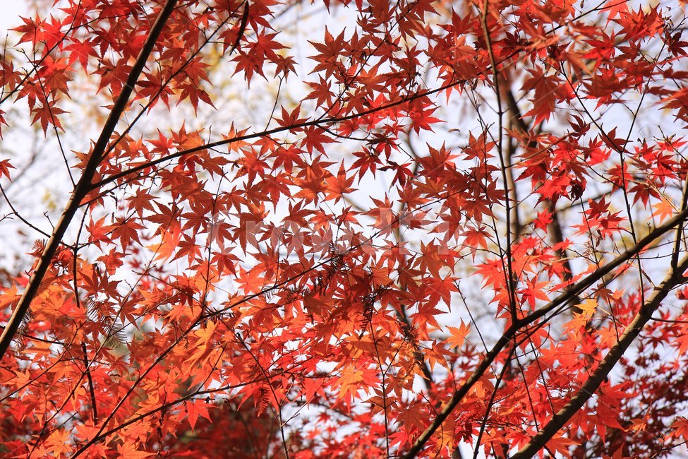 가을,낙엽,단풍,autumn,fall,nature,계절,season,나뭇잎,자연,식물,가을,계절,fall,autumn,season,leaf,잎,plant,tree,나무,maple