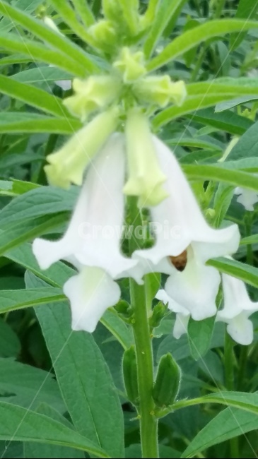 꽃,들깨,하얀,분홍,꿀벌