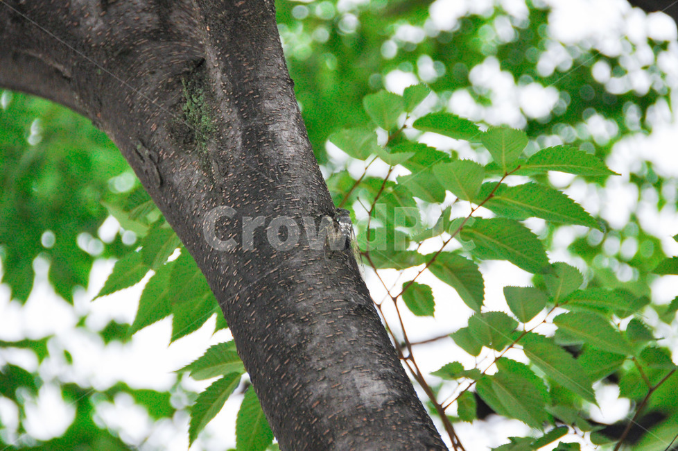 매미,참매미,곤충,여름,나무,나무,trees,wood,곤충,벌레,insect,bug