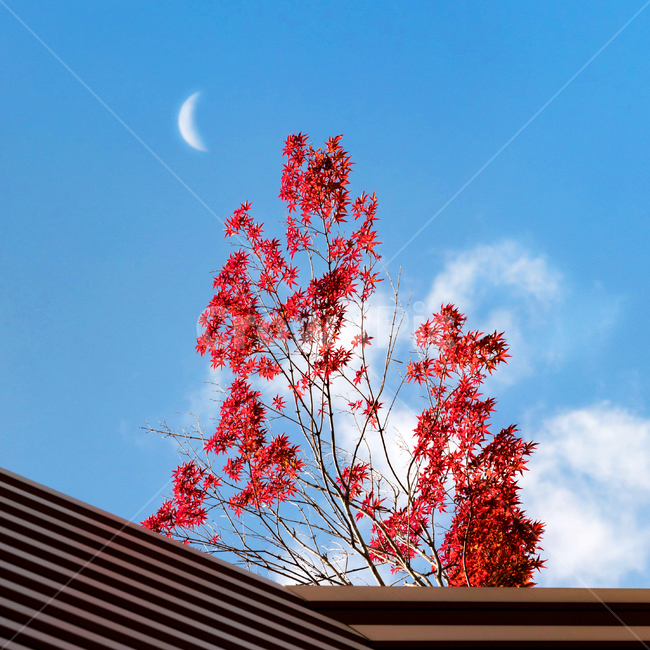 나무,단풍,달,가을,하늘,빨강,자연,구름,clouds,nature,maple,red,autumn