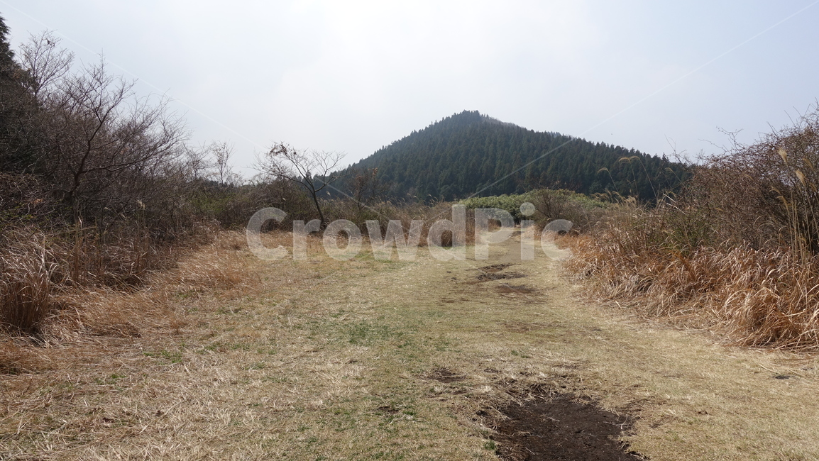 제주도,거문오름,오름,자연,nature,숲,수풀,tree,jeju,jejuisland,황량,brown,서거문이오름,제주