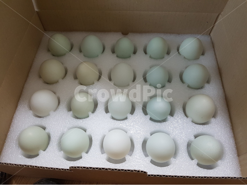 청란,계란,달걀,청계란,푸른계란,음식,식재료,요리,food,cook,meal,dishes,food reserves