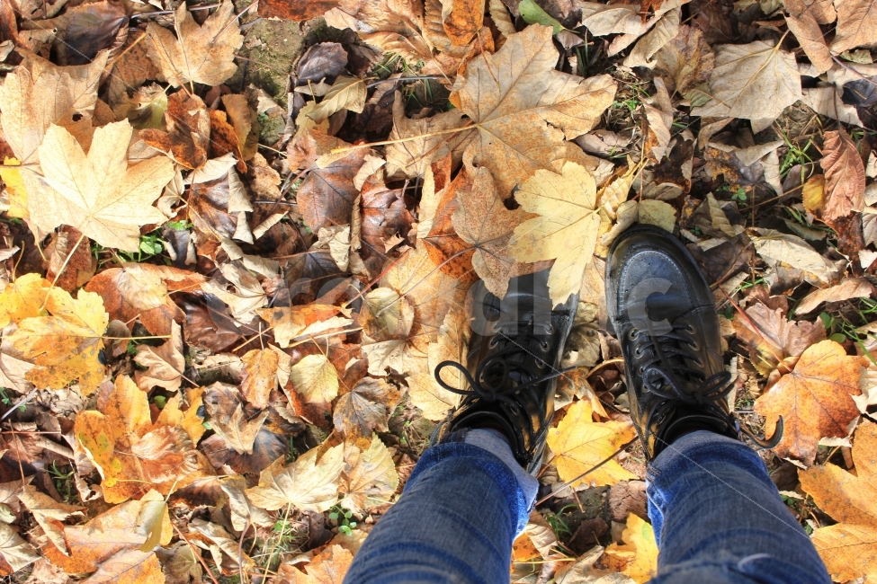 신발,가을,낙엽,단풍,단풍놀이,바스락,가을,계절,fall,autumn,season,사람,인물,인간,human,person,leaf,잎,plant,식물