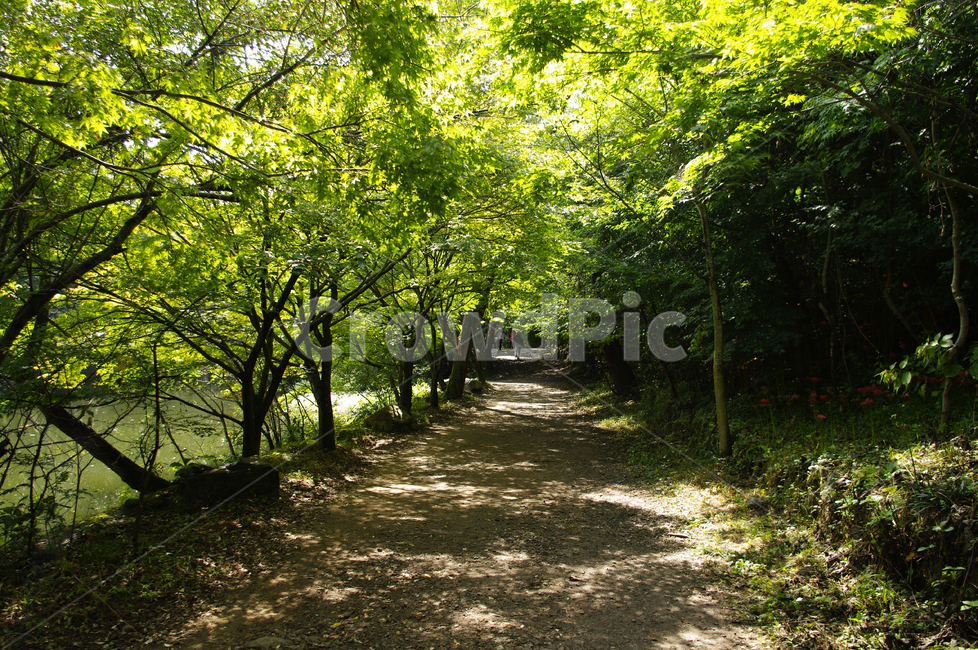 길,나무,초록,빛,풍경,자연,풍경,nature,landscape,path,통로,tree,plant,식물