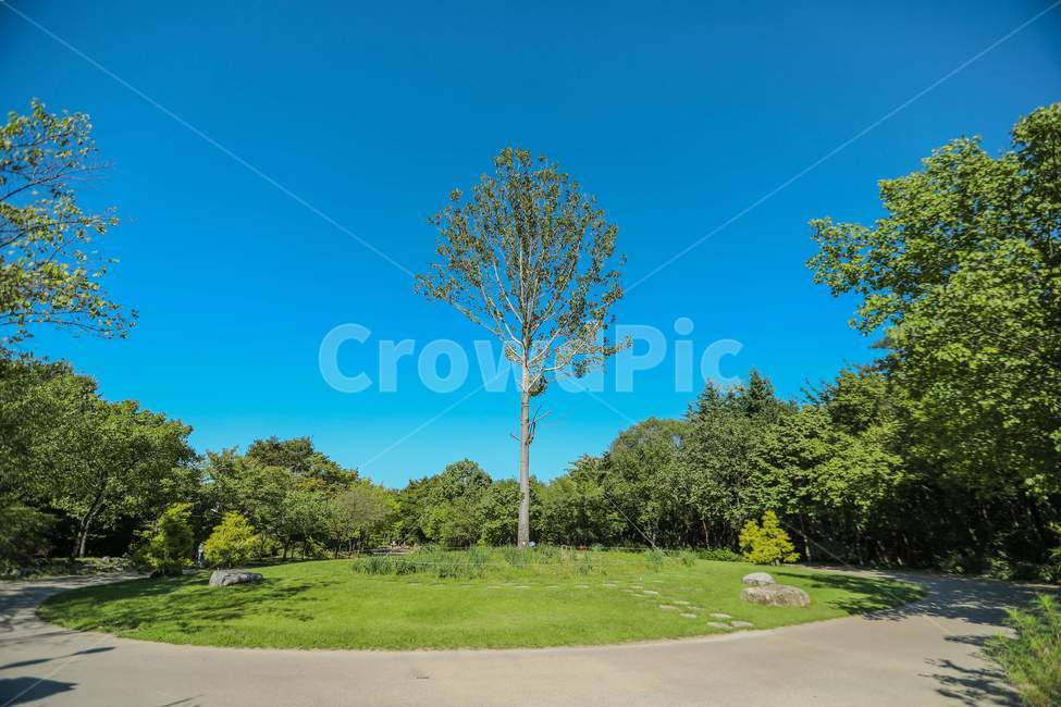 plant,식물,나무,양버즘나무,플라타너스,나홀로,tree,platanus,가을,푸른하늘,bluesky,자연,풍경,nature,landscape