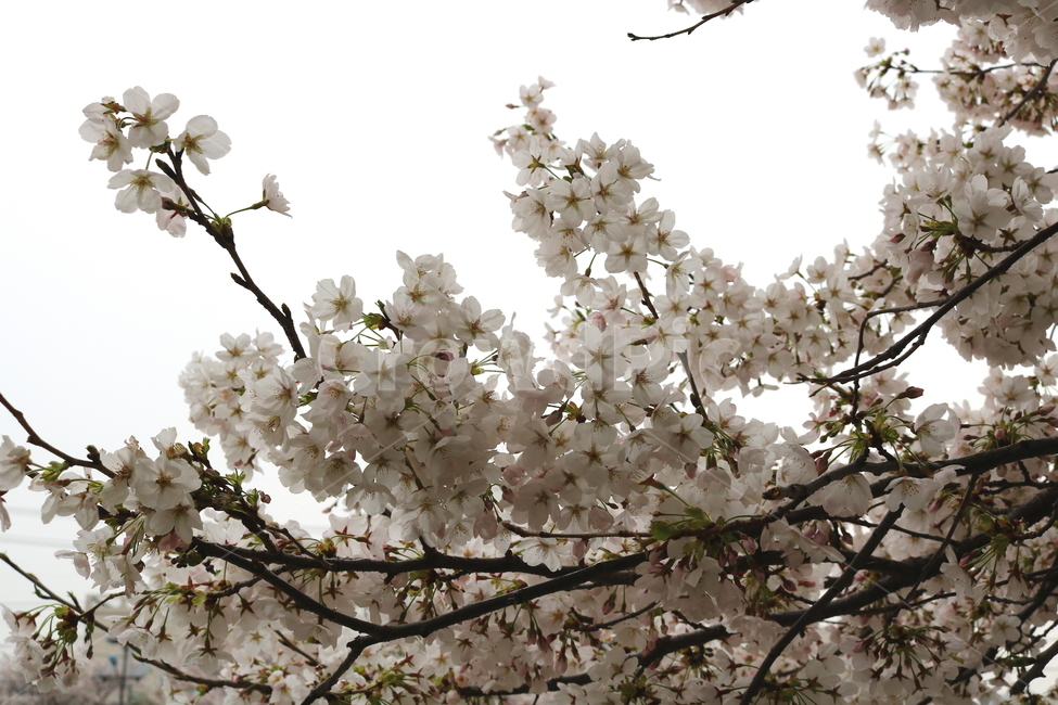 벚꽃,벚나무,벚꽃나무,나무,식물,꽃,장미과,봄,자연,봄,계절,spring,season,식물,자연,plants,nature,꽃,flower,plant,blossom