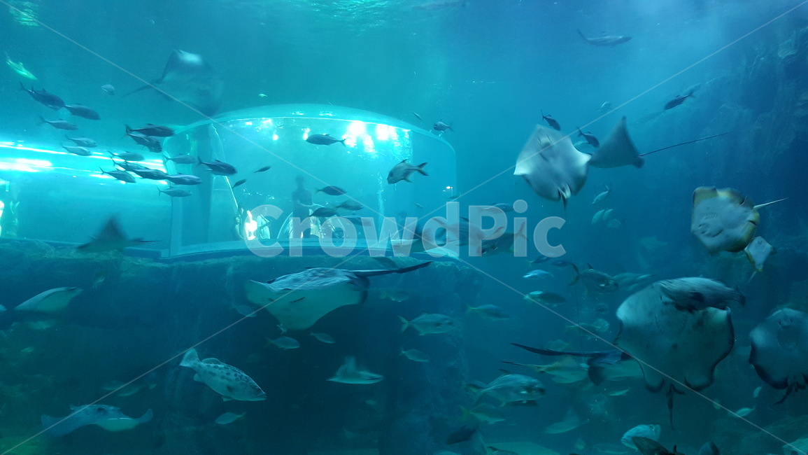 여수,아쿠아리움,물고기,수족관,가오리,동물,animal,어류,물고기,fish