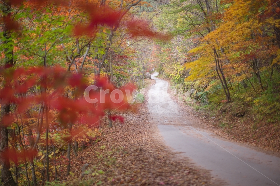 숲,가을,오솔길,산책,산길,한적한,단풍,낙엽,홀로,forest,wood,woods,grove,thicket,autumn,fall,path,lane,trail,walk,stroll,walking,mountain,mountainroad,road,mountainpath,alone,fallfoliage,autumncolors,quiet,tranquil,secluded,suburb,outskirts,교외,가을,계절,fall,autumn,season,자연,풍경,nature,landscape,leaf,잎,plant,식물,tree,나무,maple