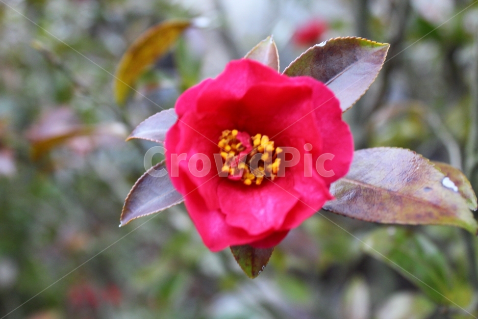 동백꽃,겨울꾳,겨울,꽃,붉은꽃,식물,자연,plants,nature,꽃,flower