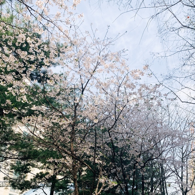 벚꽃,하늘,배경,자연,풍경,식물,자연,plants,nature,꽃,flower