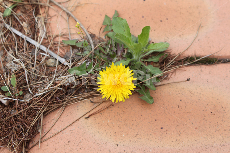 민들레,꽃,식물,dandelion,flower,plant,bloom,flora