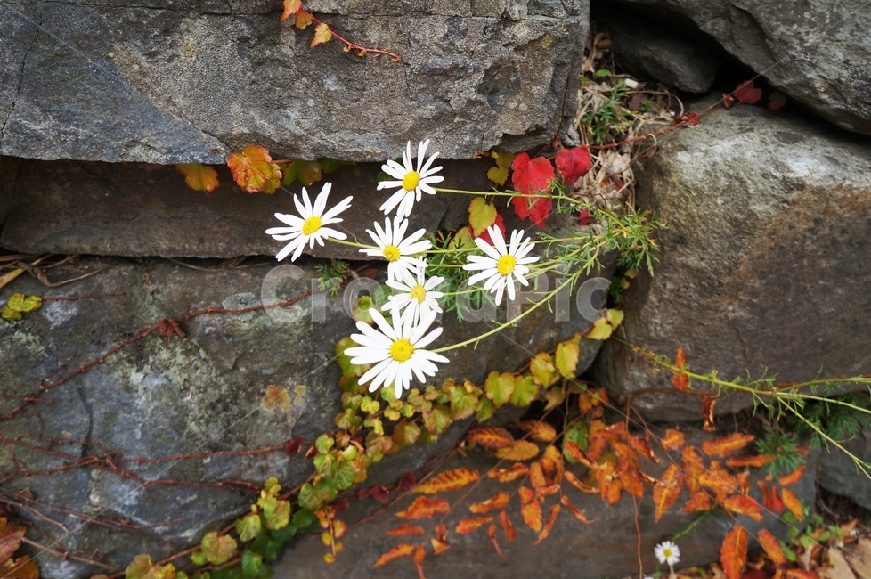 구절초,국화,가을,단풍,담쟁이덩굴,가을꽃,하얀꽃,가을,계절,fall,autumn,season,plant,식물