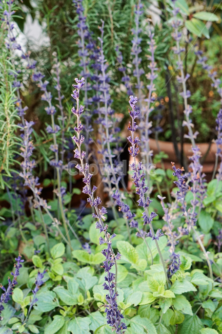 허브,꽃,식물,온실,화원,생화,조화,flower,plant,nature,자연,식물,자연,plants,nature,꽃,flower