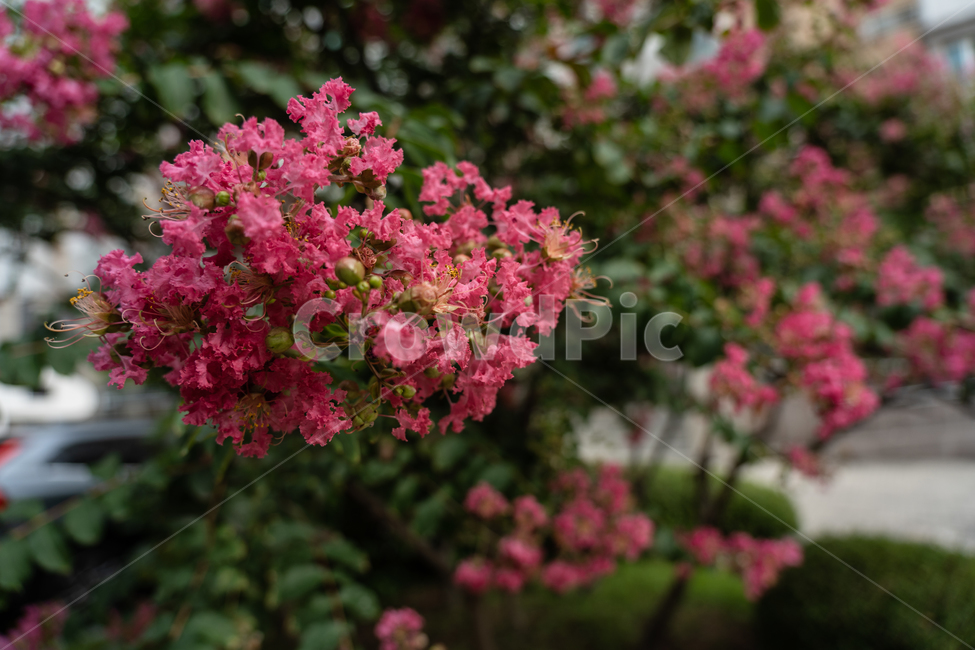 꽃,flower,식물,botanical,nature