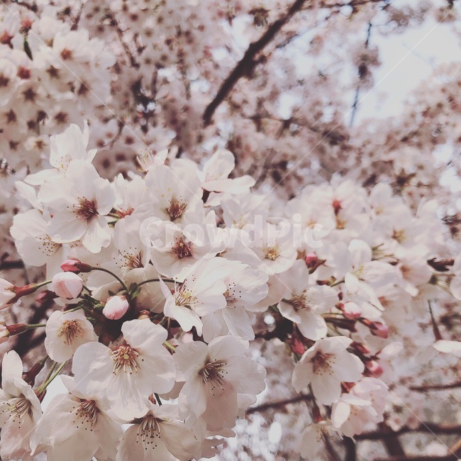 벚꽃,봄,체리블라썸,벚나무,분홍꽃,봄,계절,spring,season,식물,자연,plants,nature,꽃,flower,plant,blossom,cherry blossom