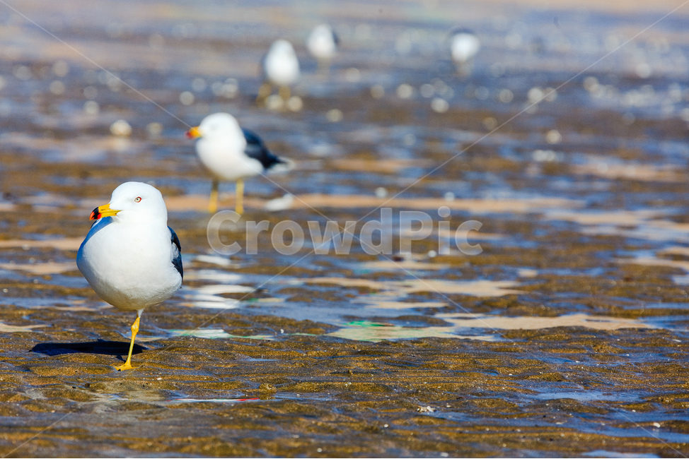 갈매기,바닷가,바다,새,서해,동물,animal,조류,새,birds