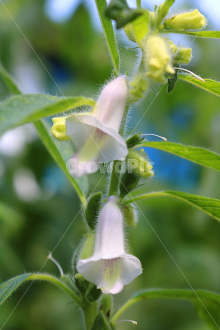 꽃,깨꽃,참깨꽃,식물,깨,참깨,식용작물,자연,호마,지마,향마,식물,자연,plants,nature,꽃,flower