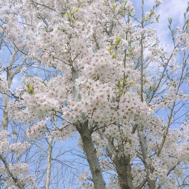 벚꽃,구름,하늘,봄,분홍벚꽃,배경,나무,봄,계절,spring,season,식물,자연,plants,nature,꽃,flower,plant,blossom,cherry blossom