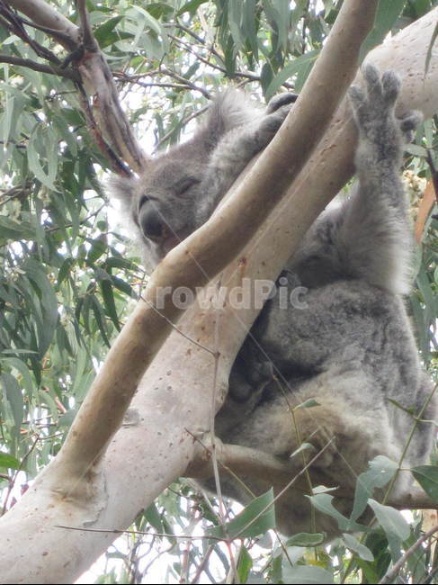 코알라,동물,koala,animal,호주,동물,animal,포유류,mammal