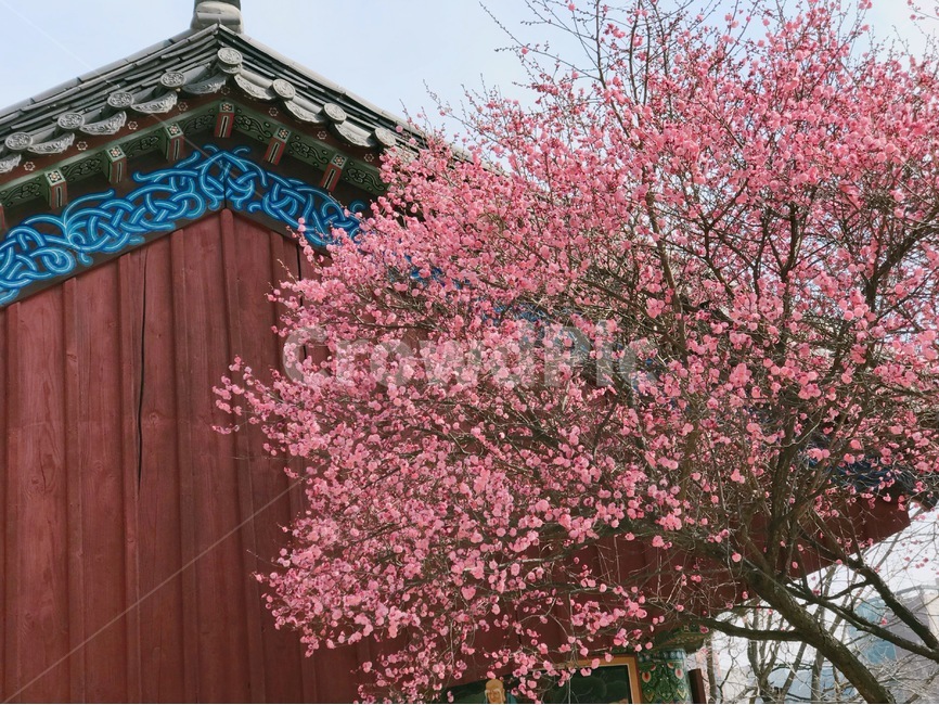 꽃,홍매화,한옥,나무,처마,봄,계절,spring,season,한국전통,한국문화,korean,식물,자연,nature,flower,봄,계절,spring,season,한국전통,한국문화,korean traditional,korean culture,식물,자연,plants,nature,꽃,flower,건축물,건물외관,exterior,building,structure,architecture,construction,plant,blossom