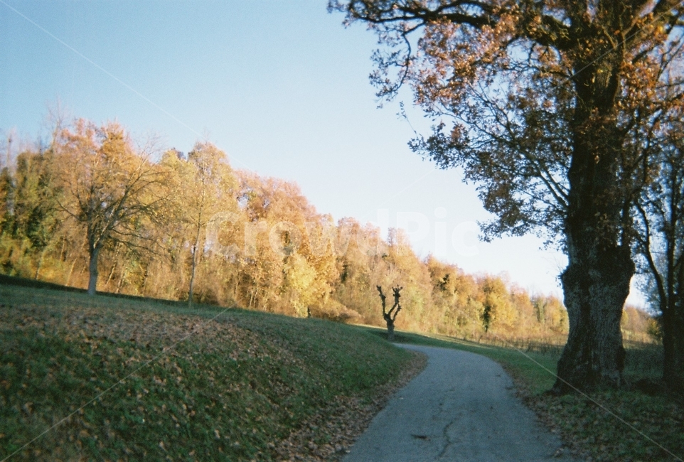 나무,자연,길,필름카메라,tree,road,filmcamera,europe,italy,forest,자연,풍경,nature,landscape,plant,식물