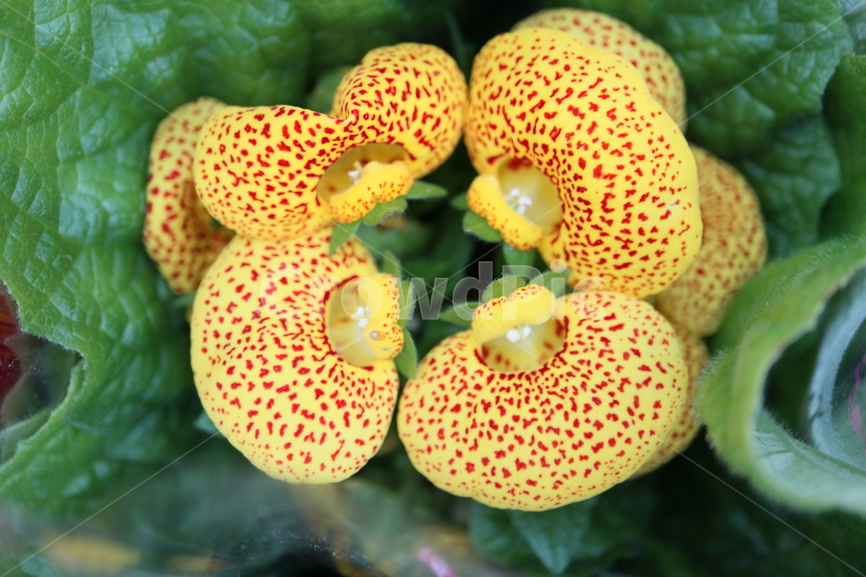 plant,식물,blossom,꽃,flower,칼세올라리아,calceolaria,현삼과,복주머니꽃,주머니꽃,calceolariaherbeohybridavoss,slipperwort