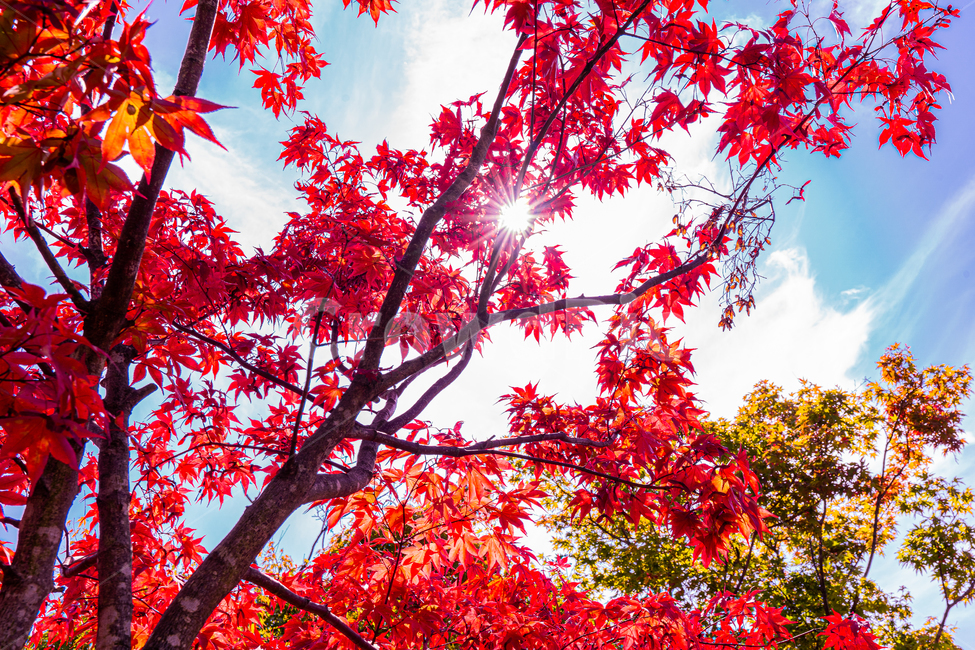 plant,식물,leaf,잎,tree,나무,maple,단풍,가을,가을,계절,fall,autumn,season