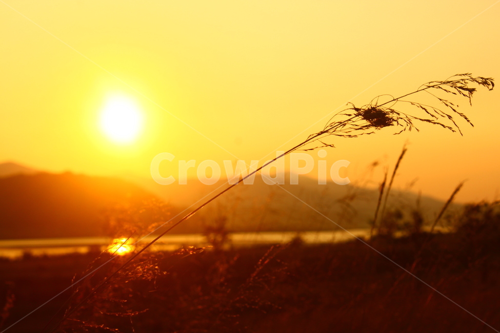 노을,갈대,해,역광,그림자,강가,자연,풍경,nature,landscape,outdoors,옥외,water,물