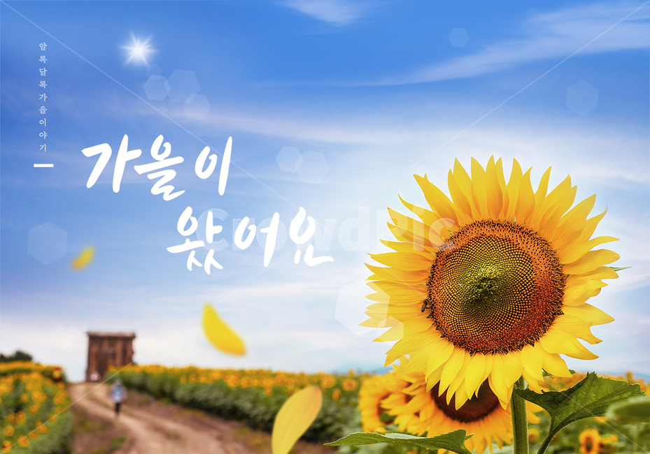가을,감성,캘리,해바라기,하늘,빛,배경,풍경,캘리그래피,손글씨,한글,문구,글귀,타이틀,엽서,붓글씨,캘리그라피,가을,계절,fall,autumn,season,캘리그라피,손글씨,calligraphy,plant,식물