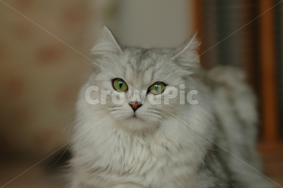 애완동물,고양이,페르시안친칠라,녹색눈,pet,cat,persianchinchilla,greeneyes,동물,animal,포유류,mammal,고양이,cat,kitten,kitty