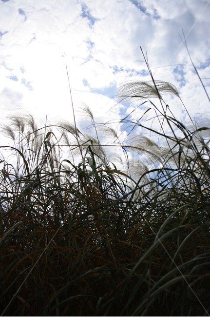 하늘,구름,가을,억새,자연,nature,식물,plant,자연,풍경,nature,landscape,grass,잔디,lawn,reed,갈대
