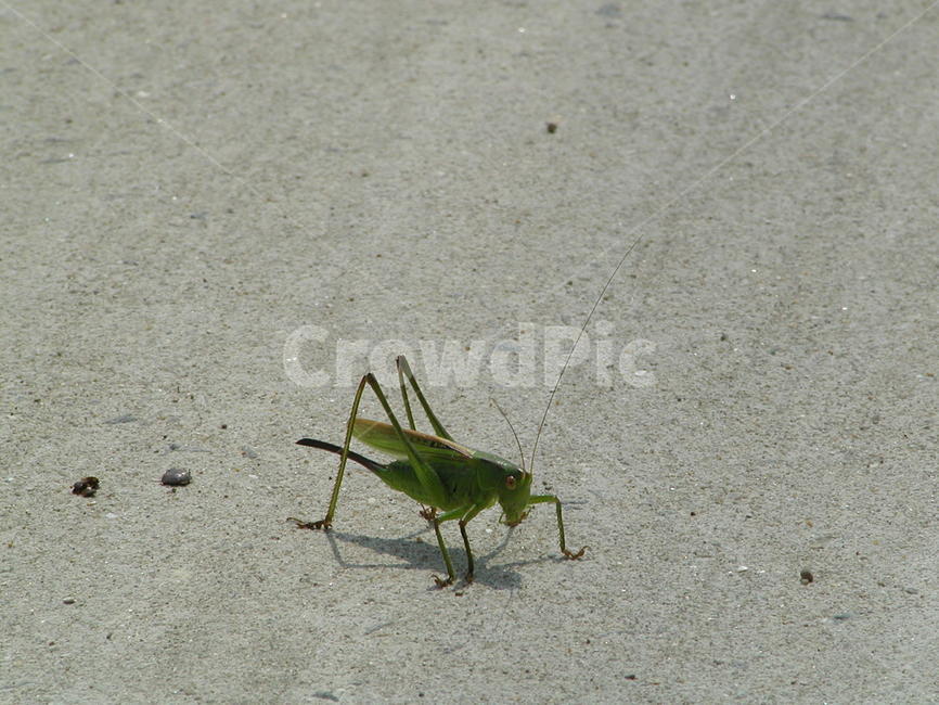 여치,메뚜기,곤충,벌래,locusts,insectlife,bulrae