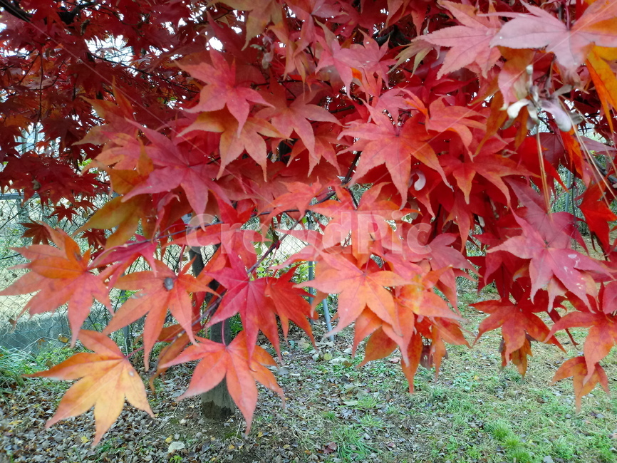 단풍,단풍잎,단풍나무,가을,leaf,잎,plant,식물,tree,나무,계절,fallautumnseason,outdoors,옥외,자연풍경,naturelandscape,가을,계절,fall,autumn,season