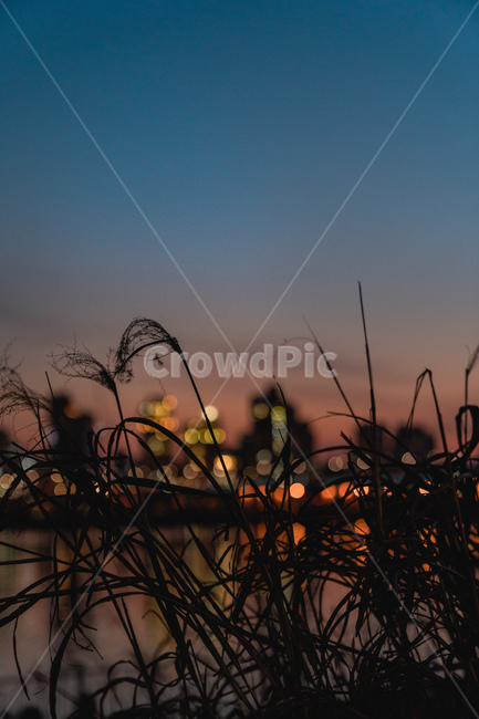 밤하늘,해질녘,노을,겨울밤,하늘,sunset,winternight,sky,야경,밤,풍경,nightscape,night,landscape,식물,자연,plants,nature,감성,sensible,feeling,plant,grass,잔디