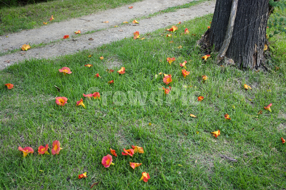 능소화,잔디,낙화,꽃,식물,flower,꽃,flower