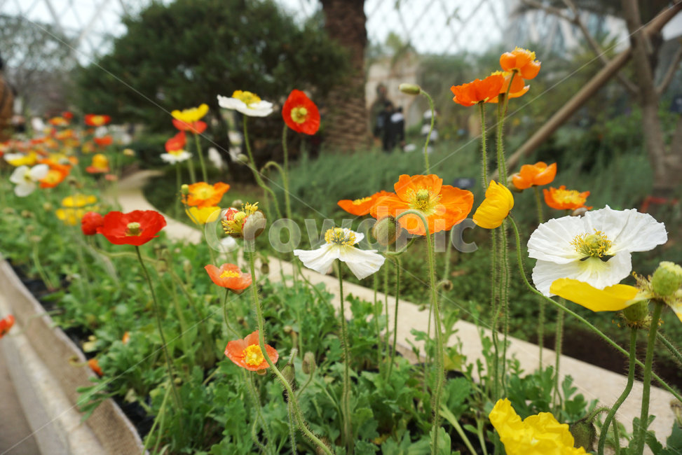 서울식물원,마곡서울식물원,보타닉가든,botanicgarden,가든,봄,식물원,봄실내,식물,자연,plants,nature,꽃,flower