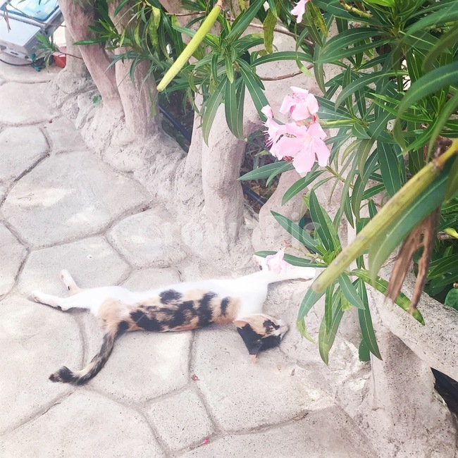 고양이,섬고양이,꽃,꽃한송이,점박이