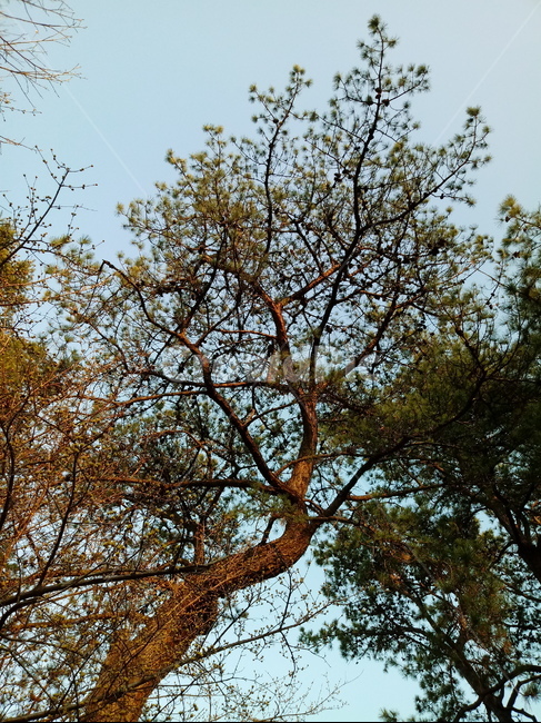 나무,나무줄기,나무가지,식물,tree,treetrunk,plant,하늘,소나무