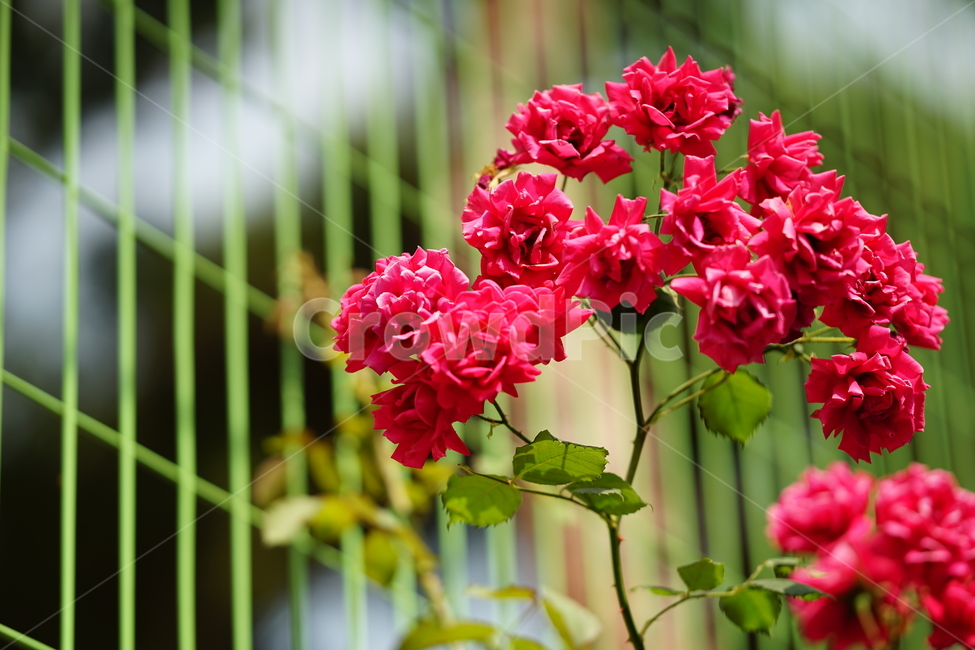 장미,로즈,꽃,레드,빨강,색감,rose,flower,자연,감성,감성사진,접사,미,아름다움,식물,플라워,꽃사진,식물,자연,plants,nature,꽃,flower